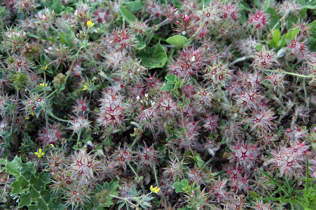 Image of Trifolium stellatum specimen.