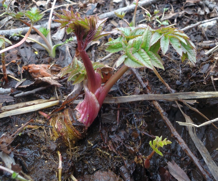 Изображение особи семейство Apiaceae.