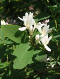 Lonicera tatarica. Побег с цветками. Украина, г. Запорожье, балка между Космическим мкрн. и Опытной станцией. 10.05.2014.