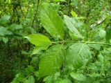 Euonymus europaeus. Побег. Ставропольский край, г. Кисловодск, на хорошо освещённом склоне Сосновой горы (43°53′33,39″ с.ш., 42°43′18,85″ в.д.). 21.05.2014.