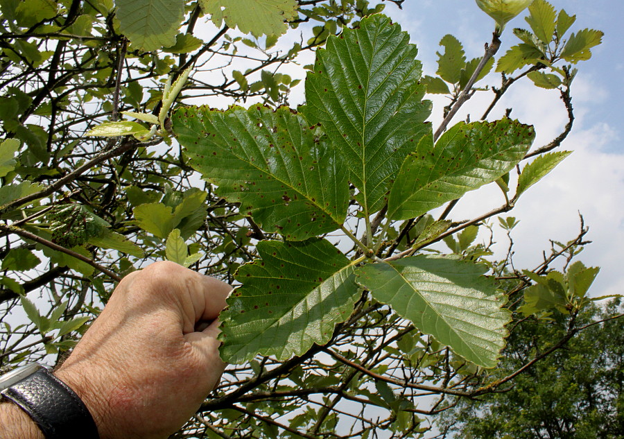 Image of Sorbus mougeotii specimen.