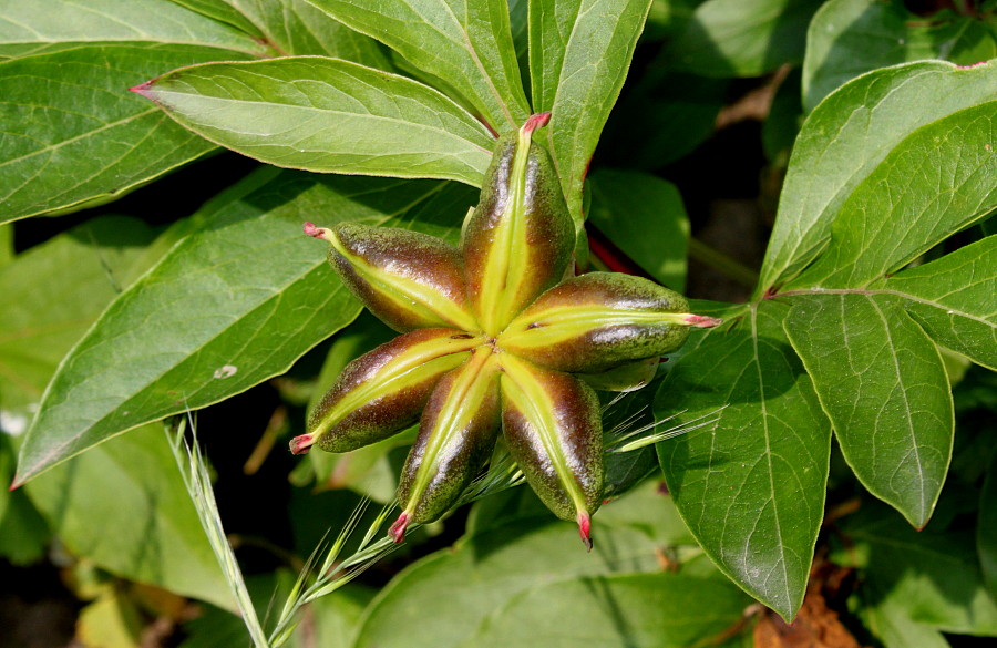 Image of Paeonia lactiflora specimen.