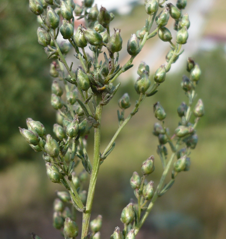 Image of genus Artemisia specimen.