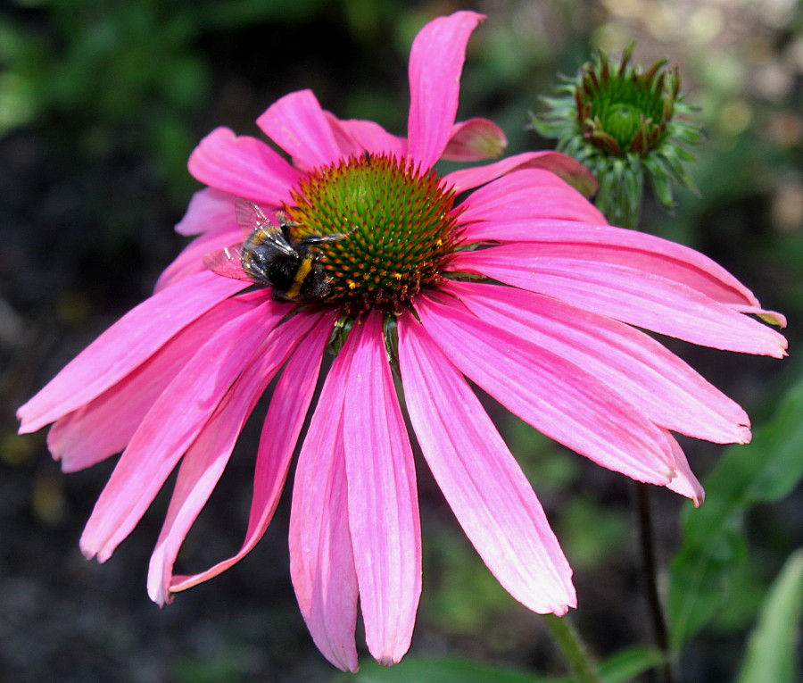 Image of Echinacea purpurea specimen.