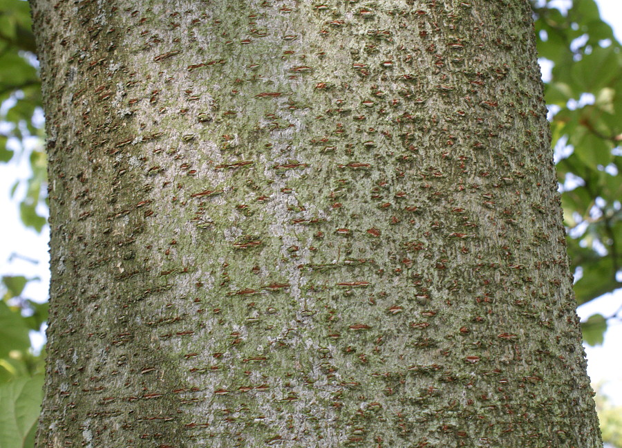 Image of Idesia polycarpa specimen.