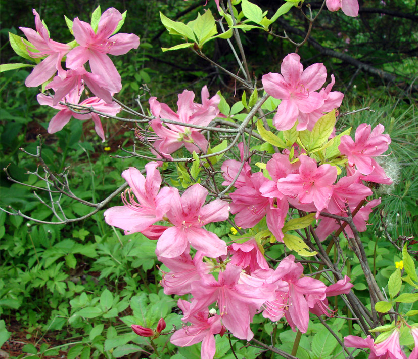 Image of genus Rhododendron specimen.