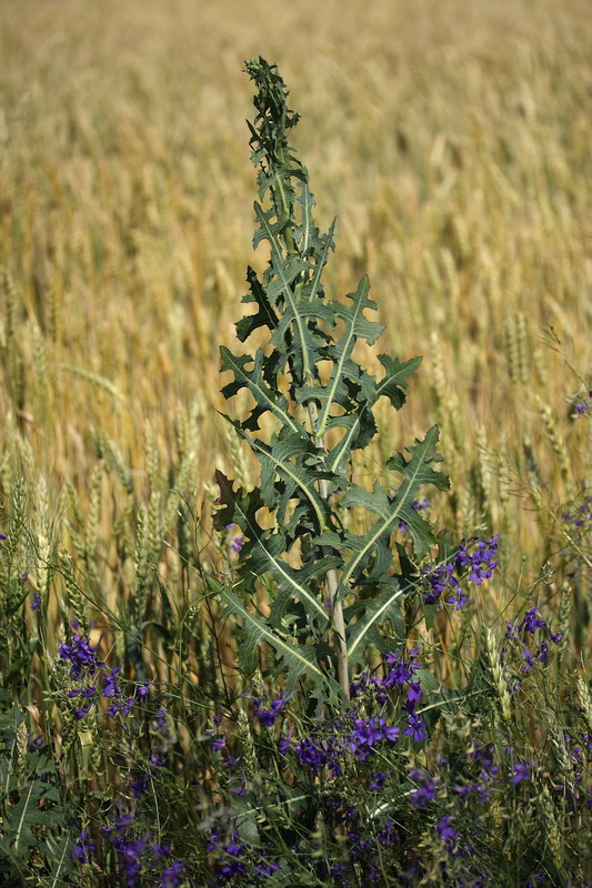 Изображение особи Lactuca serriola.