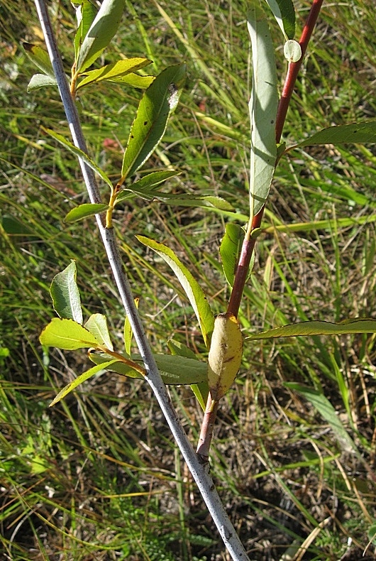 Image of Salix rorida specimen.