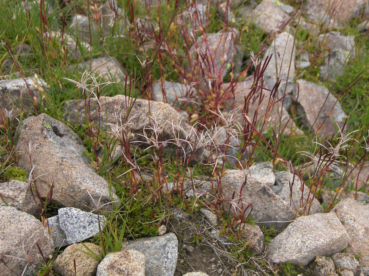 Image of Epilobium anagallidifolium specimen.