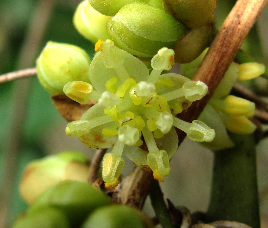 Image of Laurus nobilis specimen.