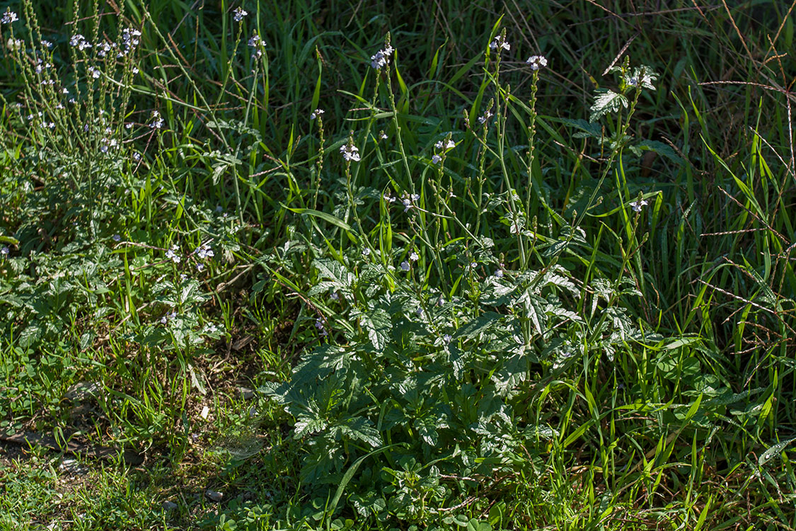 Изображение особи Verbena officinalis.