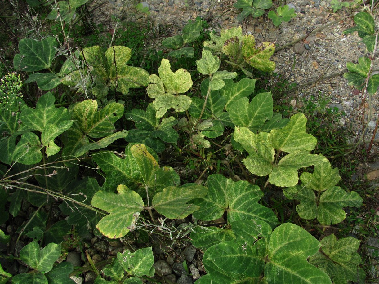 Image of Pueraria lobata specimen.