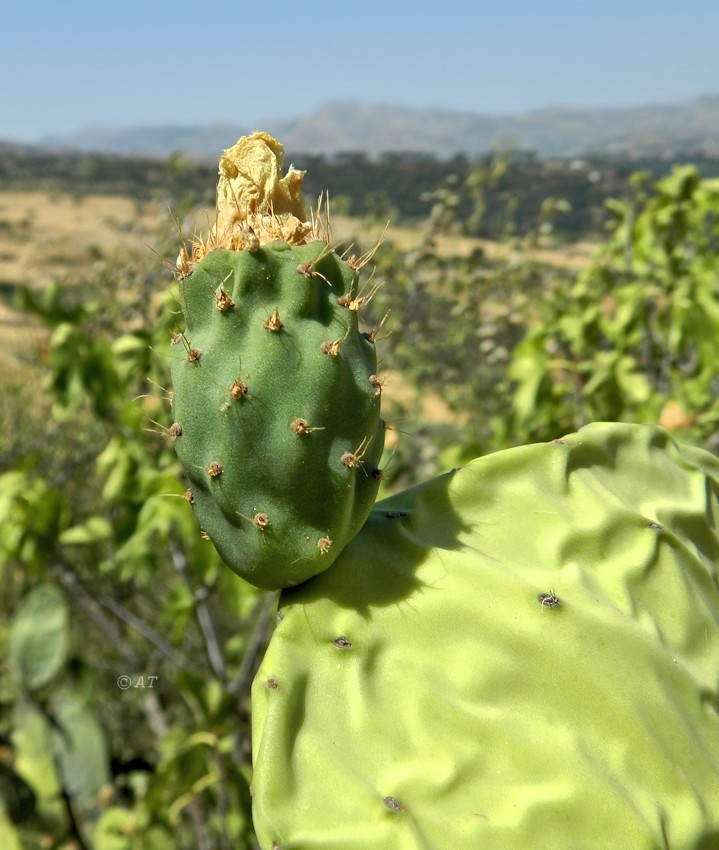 Изображение особи Opuntia ficus-indica.