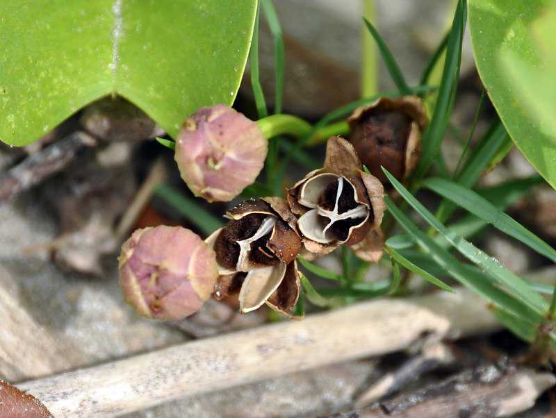 Image of Ipomoea pes-caprae specimen.