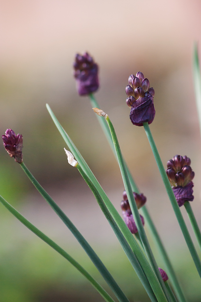 Image of Allium atrosanguineum specimen.