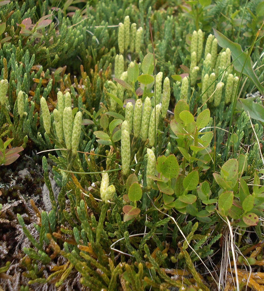 Изображение особи Diphasiastrum alpinum.