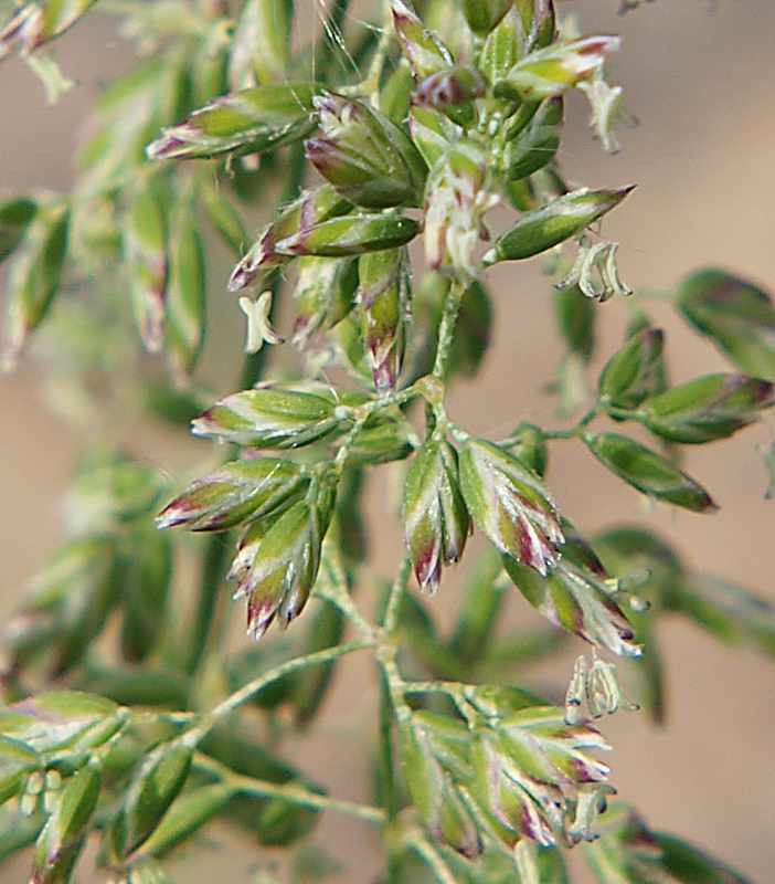 Image of Poa pratensis specimen.