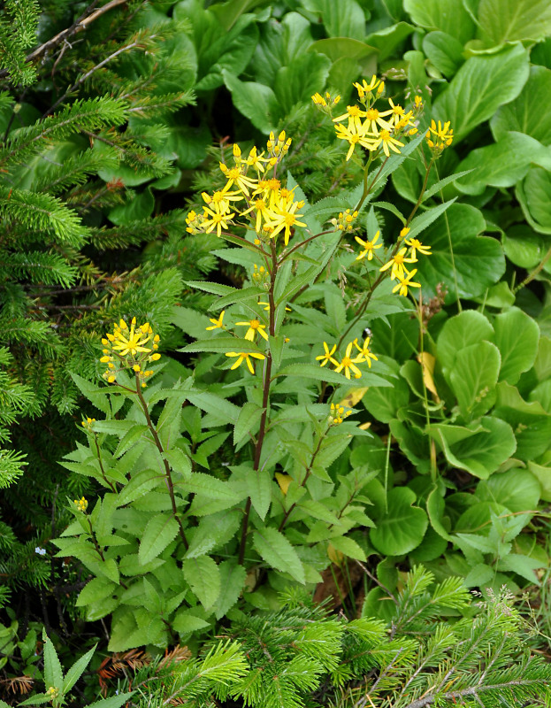 Image of Senecio nemorensis specimen.