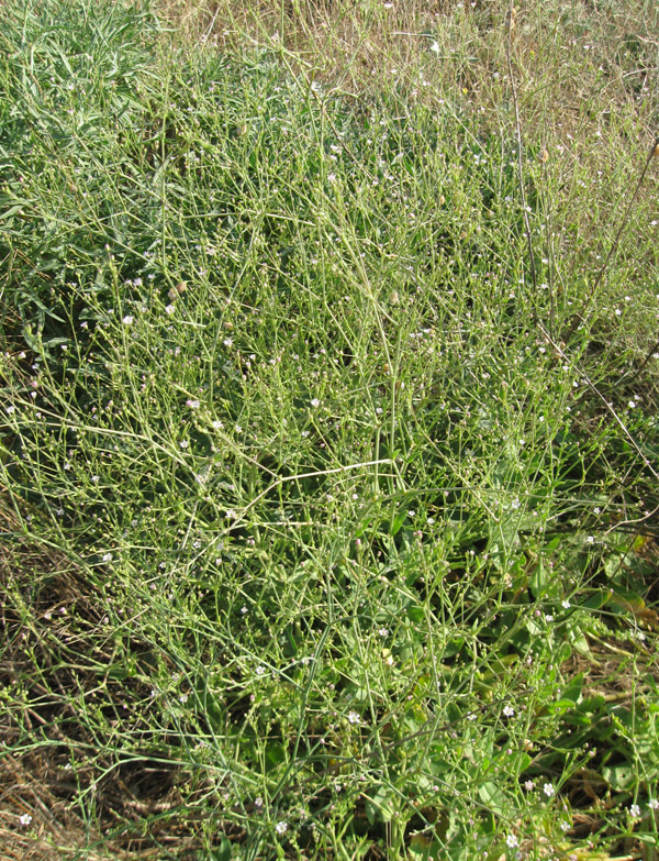 Image of Gypsophila perfoliata specimen.