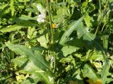 Sonchus arvensis ssp. uliginosus