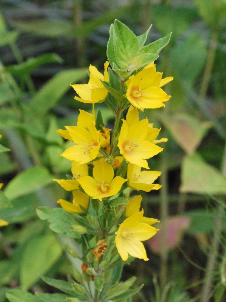 Image of Lysimachia punctata specimen.