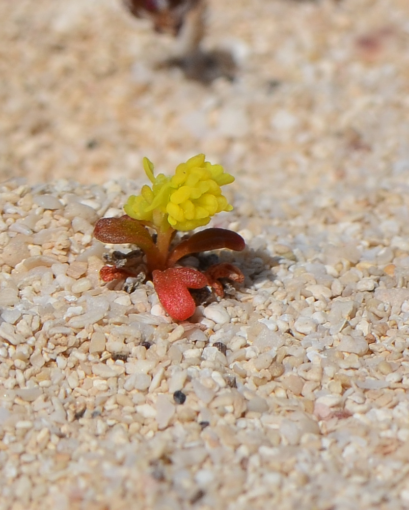 Image of Reseda crystallina specimen.