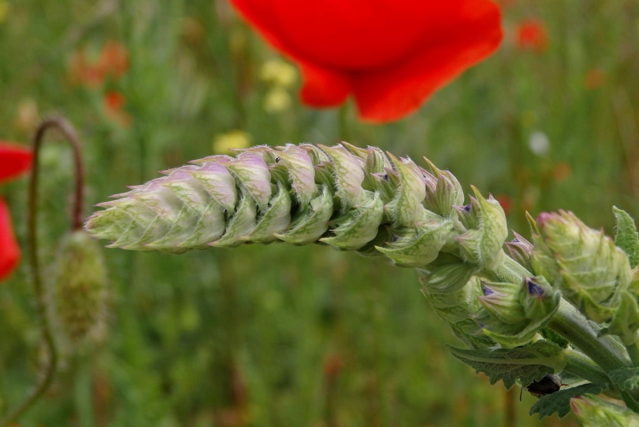 Изображение особи Salvia tesquicola.