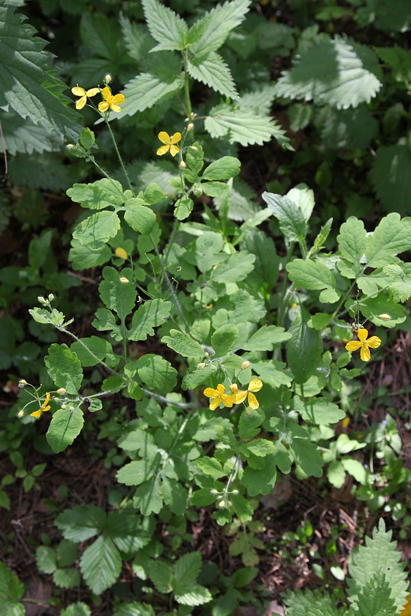 Image of Chelidonium majus specimen.