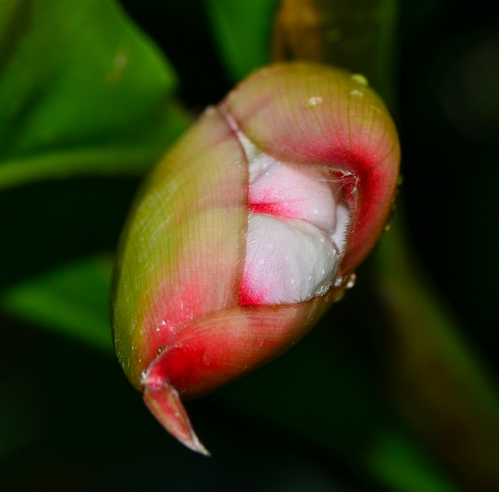 Image of Alpinia zerumbet specimen.