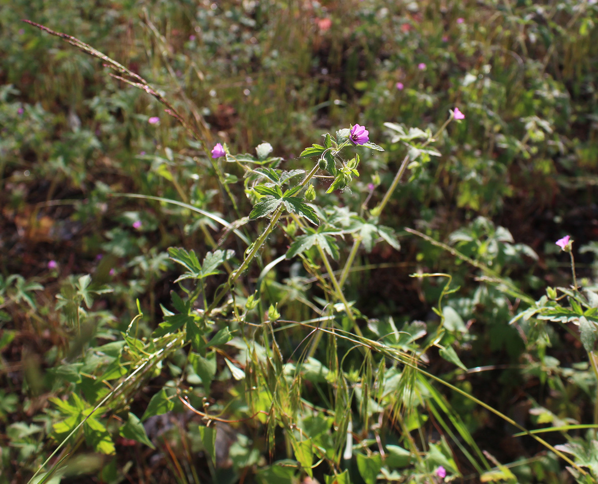 Image of Geranium divaricatum specimen.