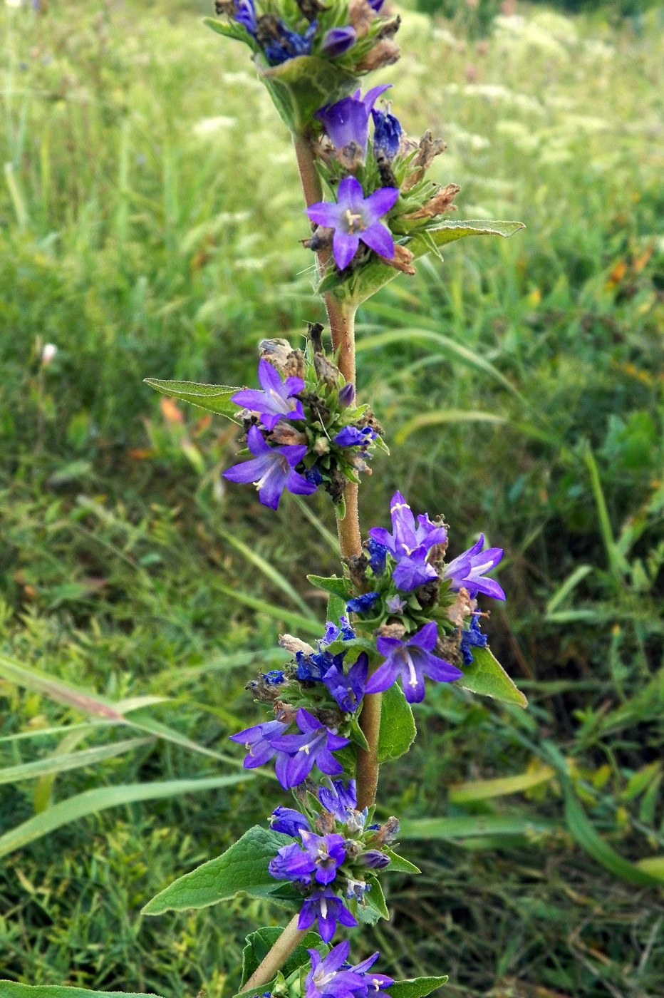 Изображение особи Campanula farinosa.