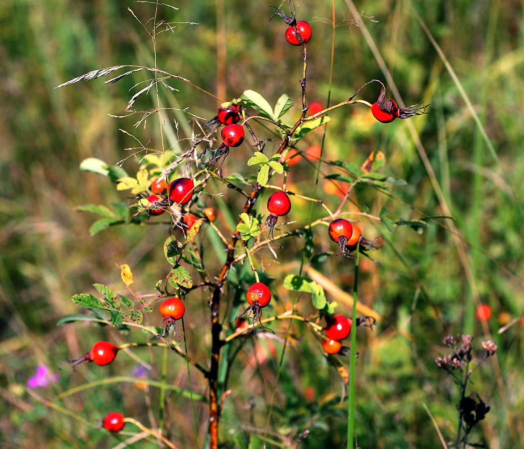 Image of Rosa cinnamomea specimen.