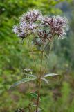 Eupatorium cannabinum. Верхушка цветущего растения. Республика Адыгея, г. Майкоп, южная окраина города, на осыпи обрыва у дубово-грабово-букового леса на хребте Нагиеж-Уашх. 28.08.2016.