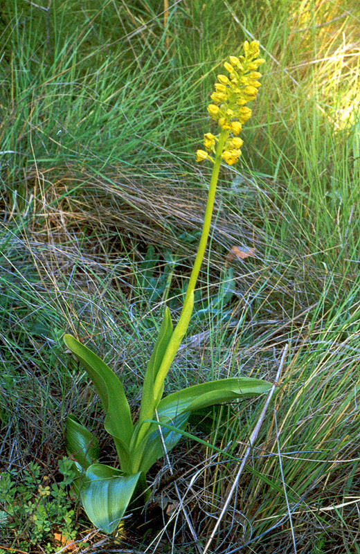 Image of Orchis punctulata specimen.