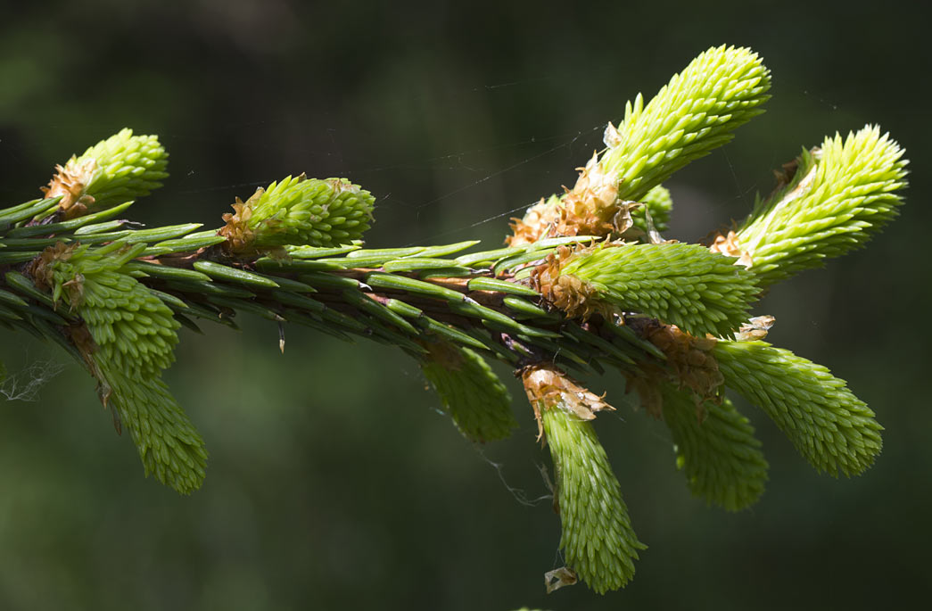 Изображение особи Picea abies.