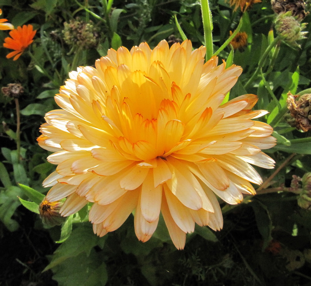 Image of Calendula officinalis specimen.