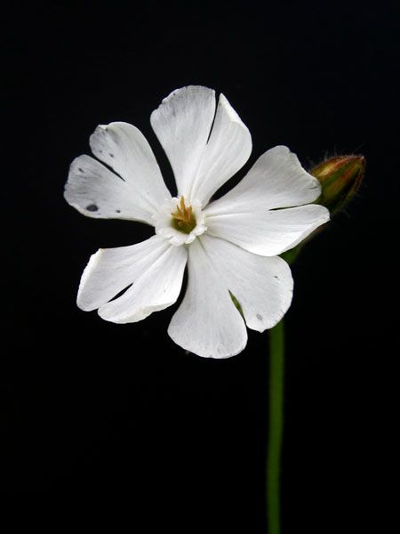 Image of Melandrium album specimen.