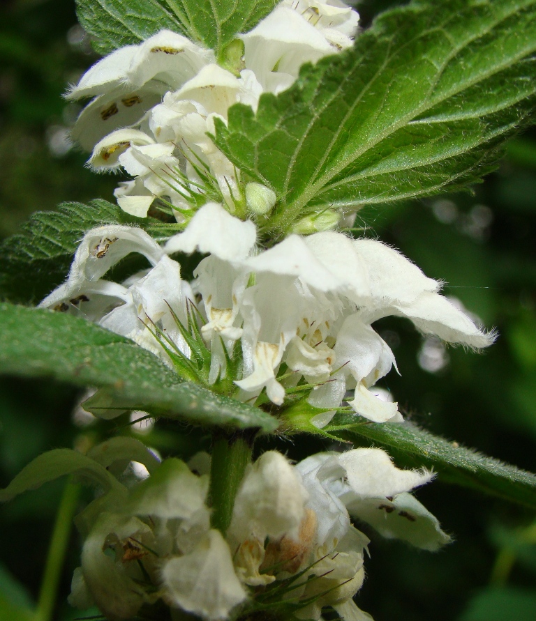 Image of Lamium album specimen.