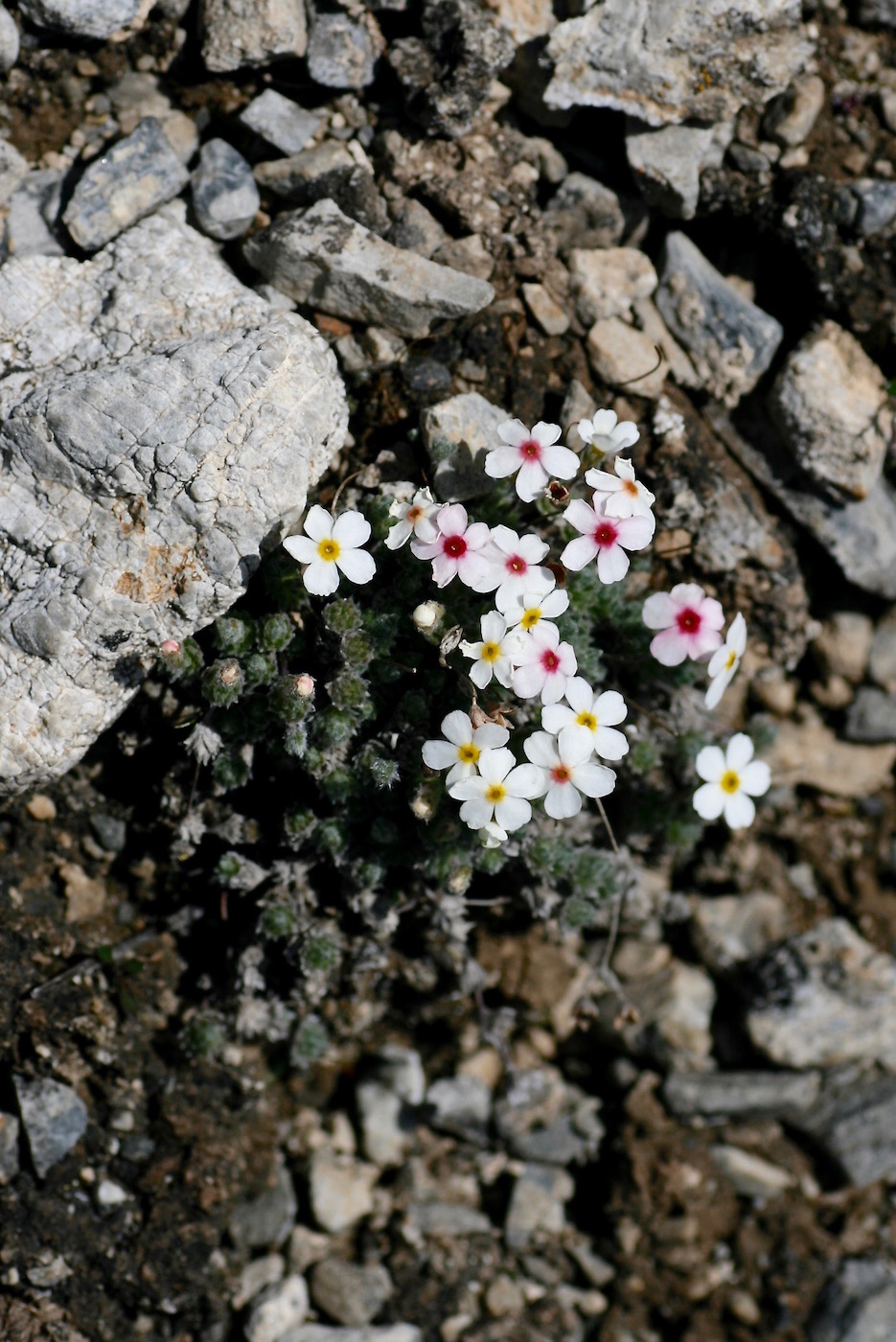 Image of Androsace ovczinnikovii specimen.