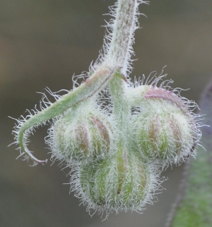 Image of genus Crepis specimen.