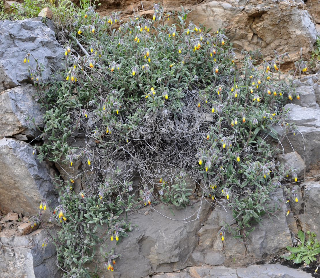 Image of Onosma frutescens specimen.