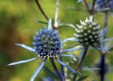 Eryngium planum