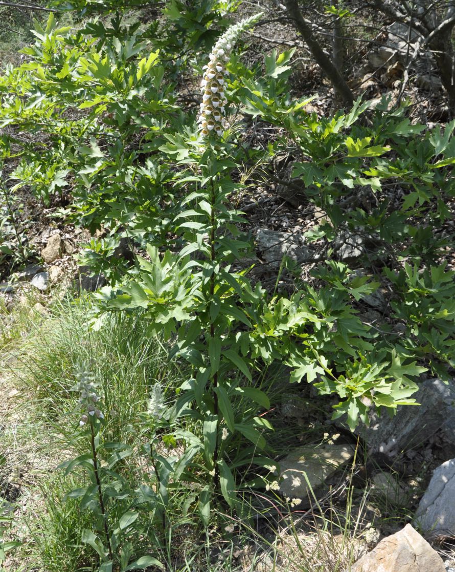 Image of Digitalis lanata specimen.