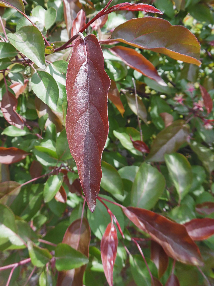 Image of Malus &times; purpurea specimen.