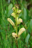 Pedicularis sceptrum-carolinum