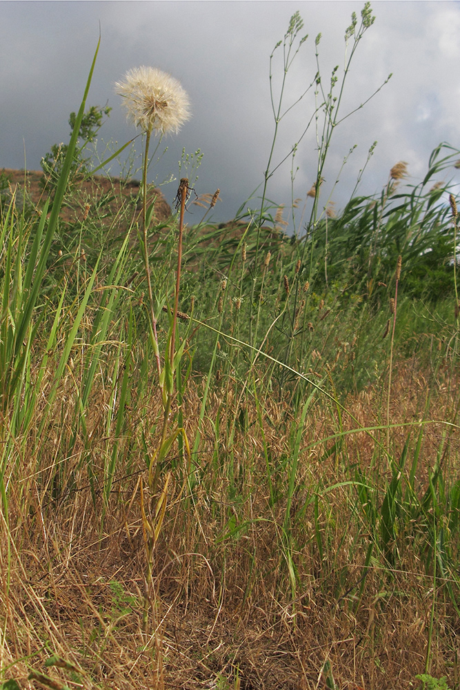 Image of Tragopogon dubius specimen.