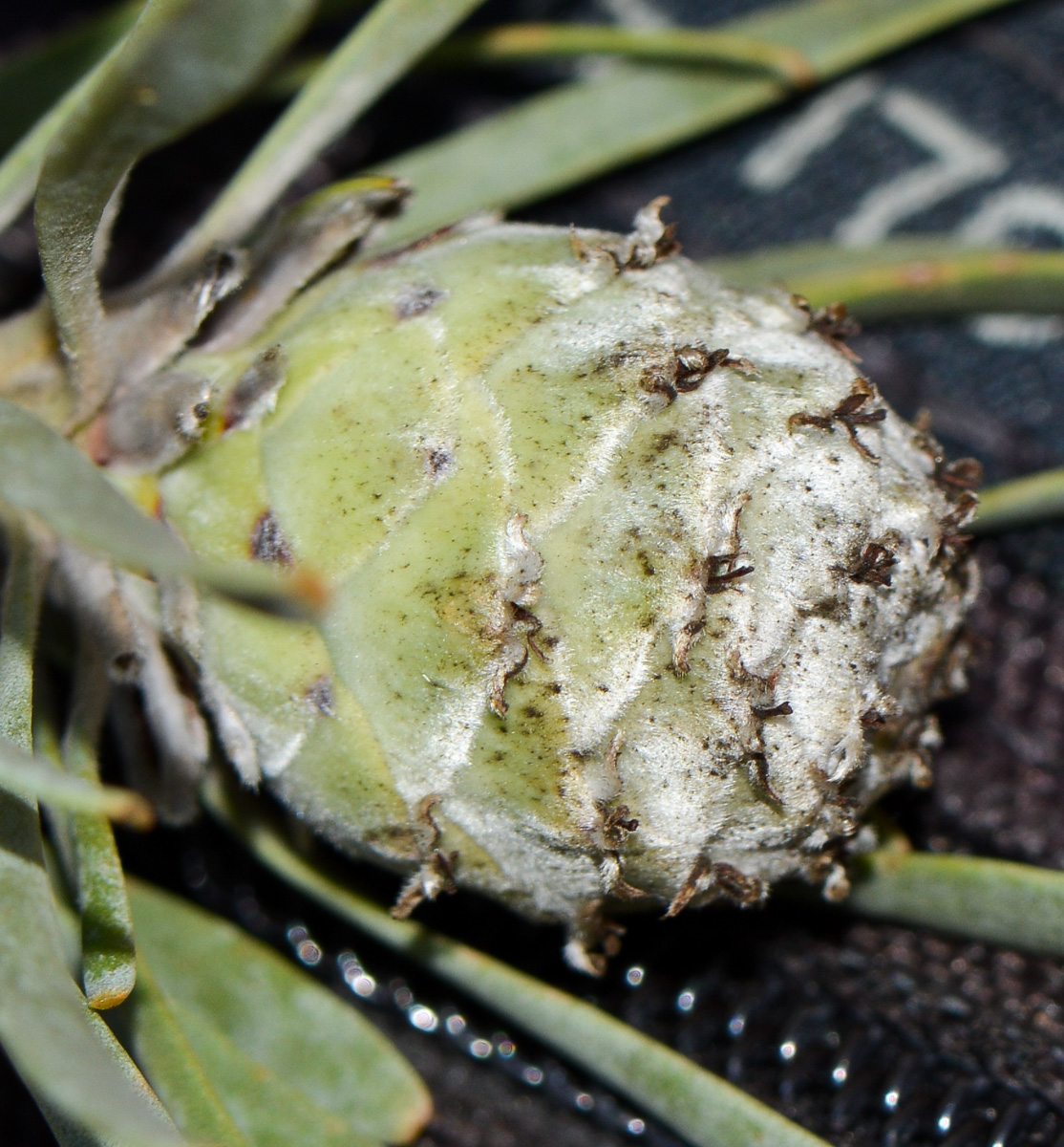 Изображение особи Leucadendron galpinii.