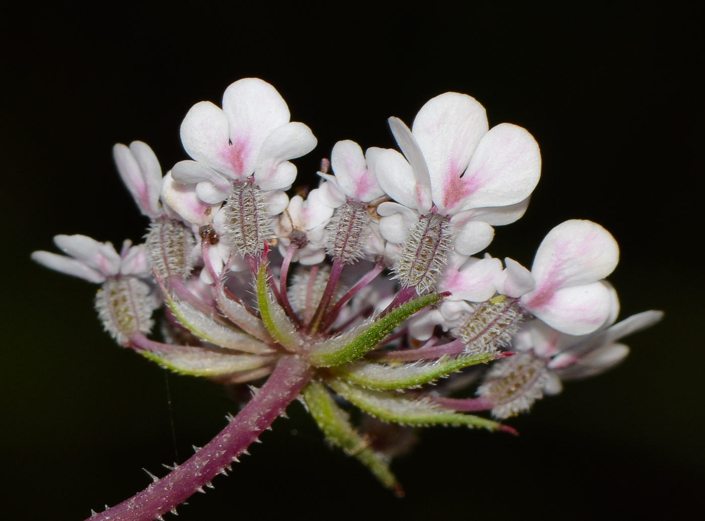 Image of Daucus glaber specimen.