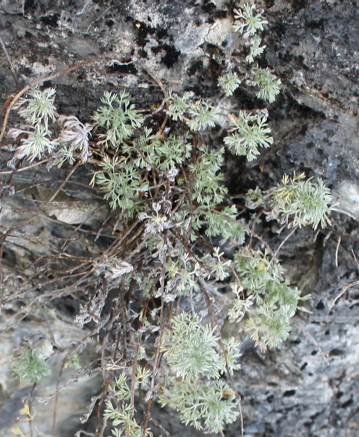 Image of Artemisia frigida specimen.