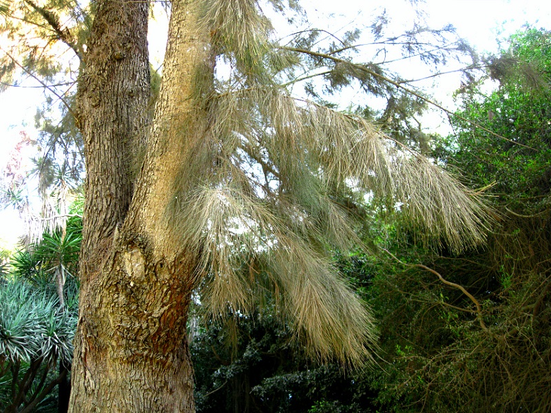 Image of Casuarina cunninghamiana specimen.